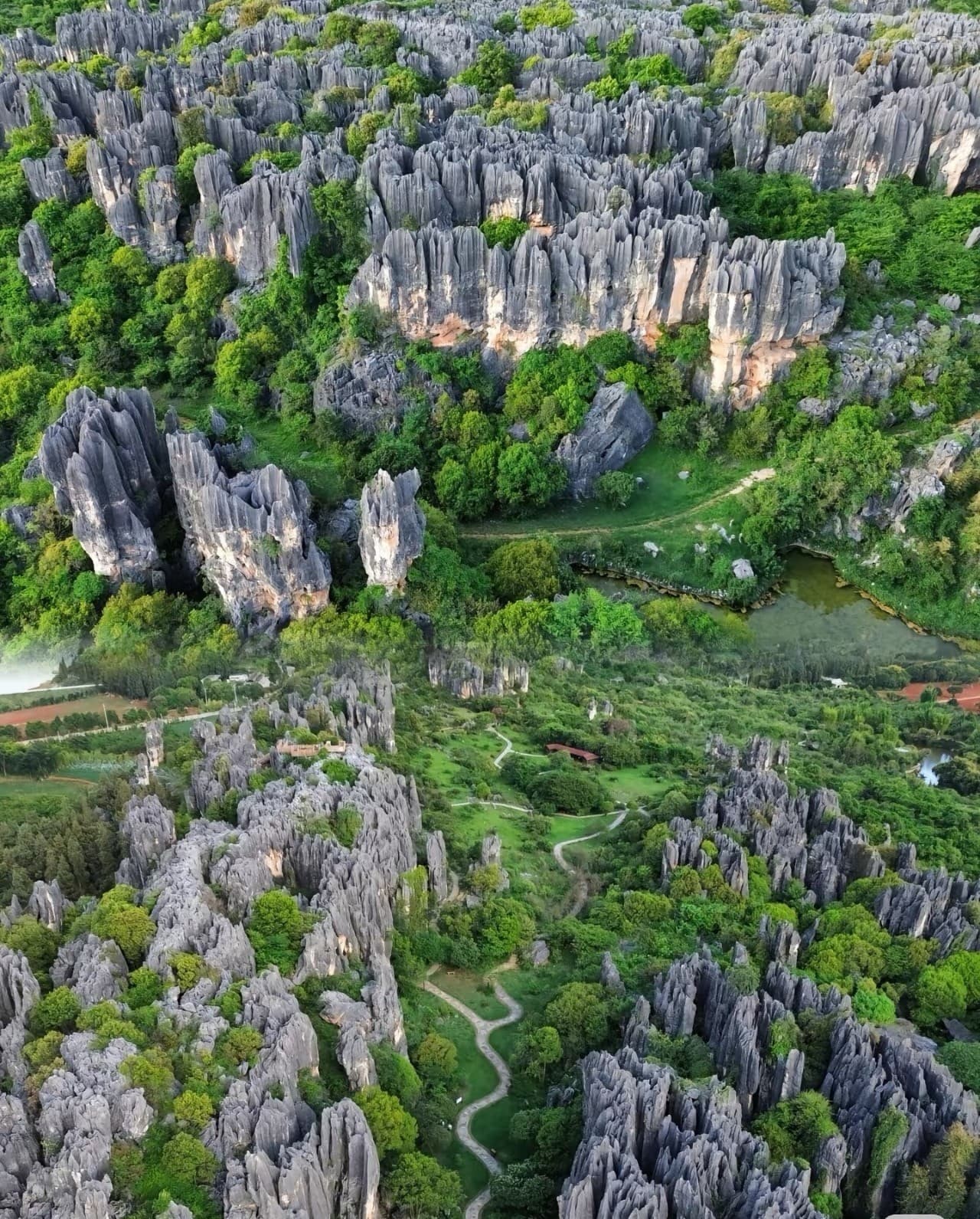 Stone Forest