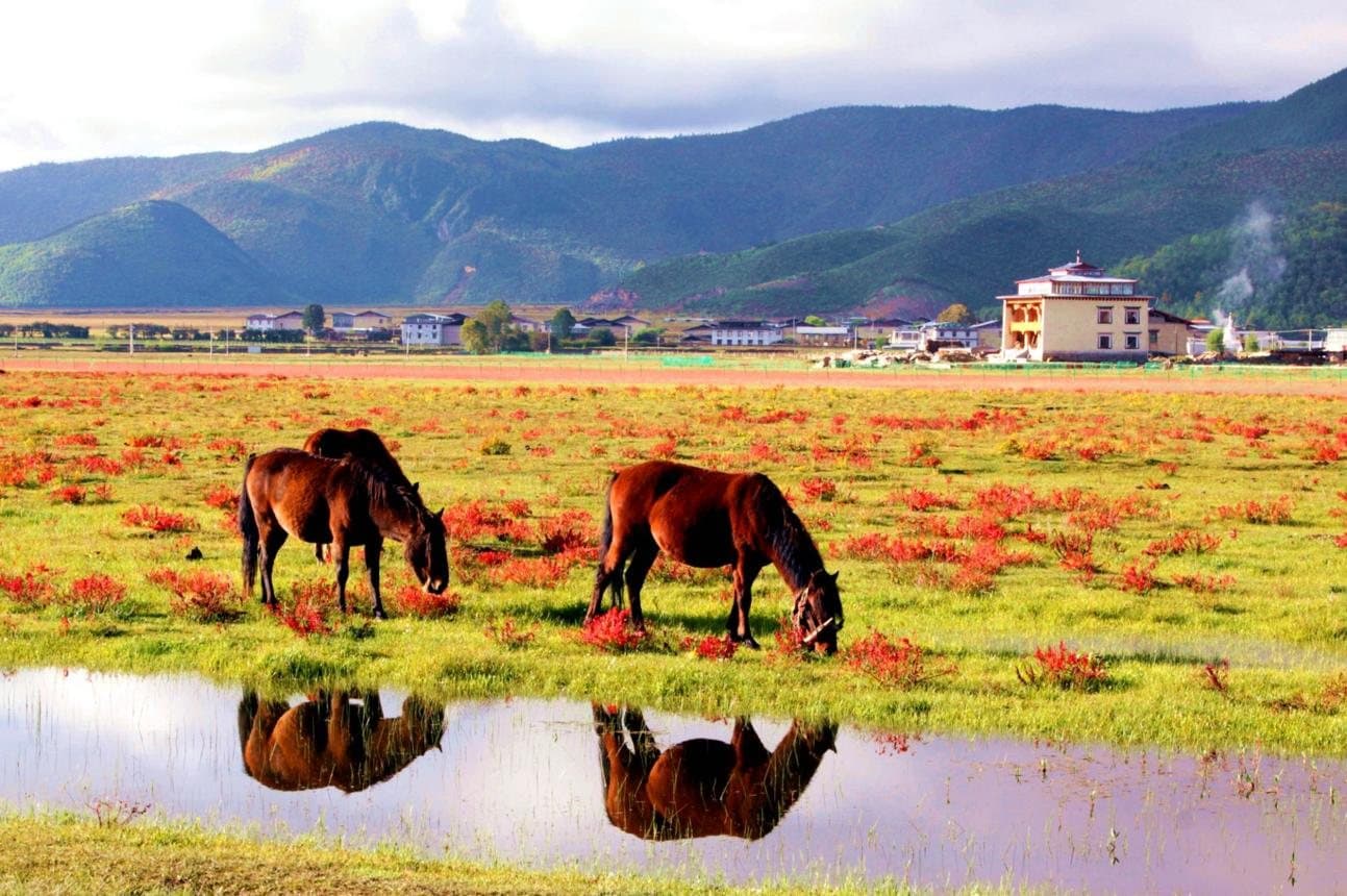 Shangri-La — horses grazing across the Shangri-La grasslands