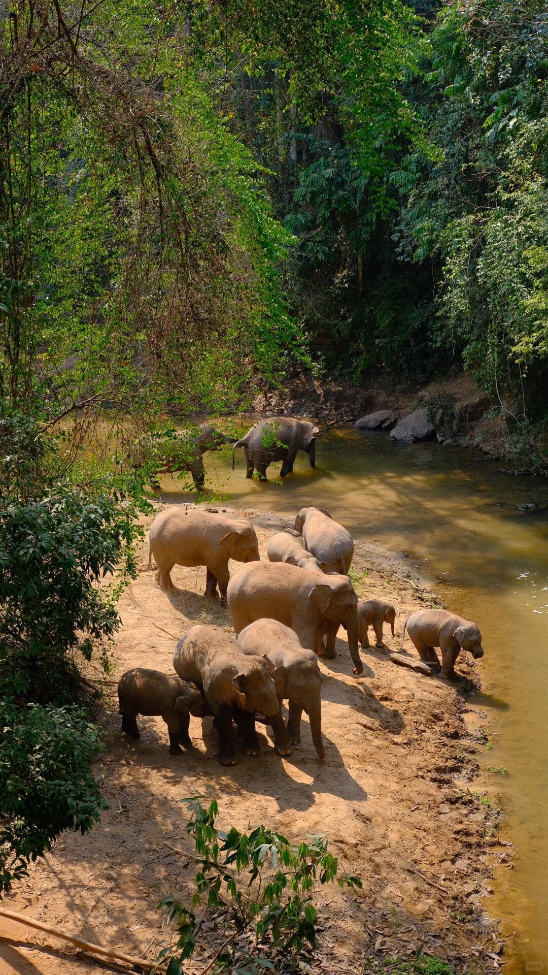 Wild Elephant Valley