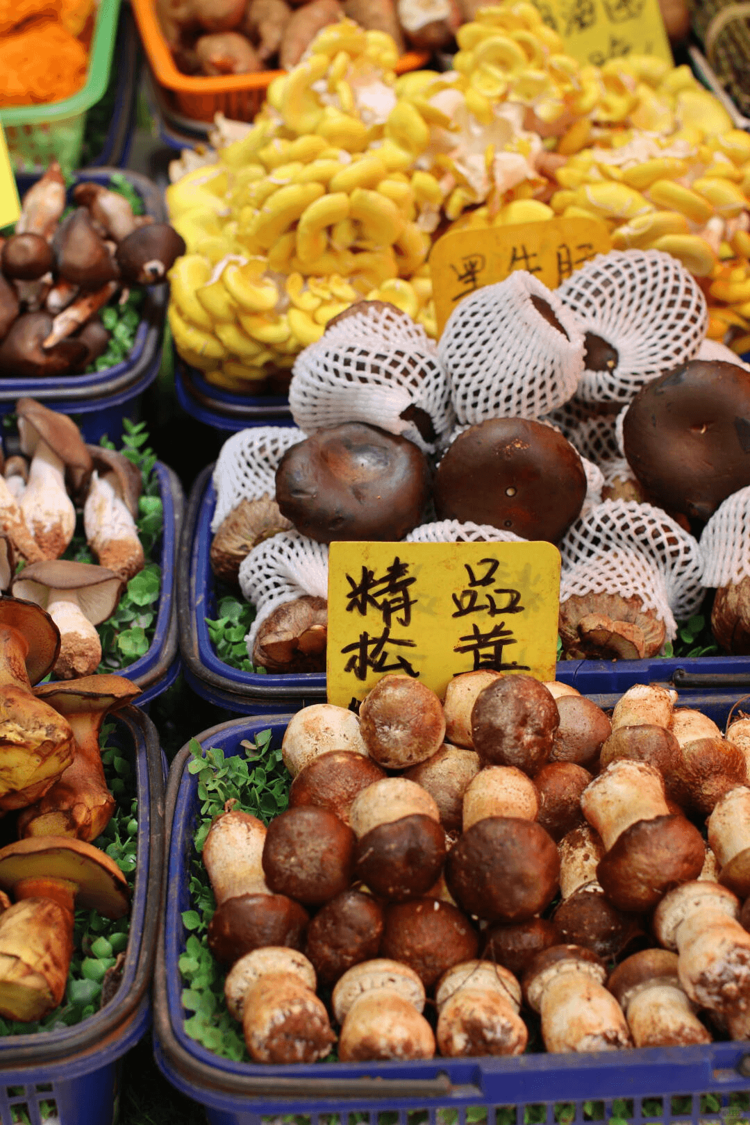 Yunnan Wild Mushrooms