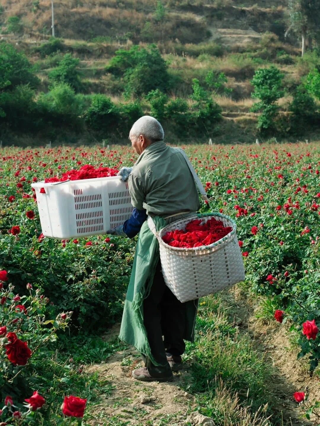 Yunnan Flower Pastry — a rose grower walking between flower rows