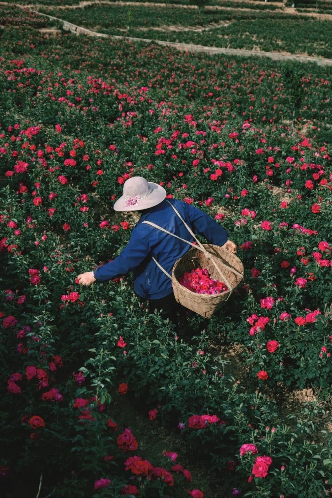 Yunnan Flower Pastry — a rose field during the Yunnan harvest