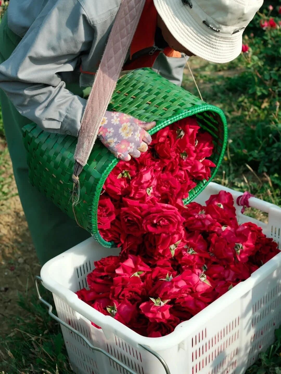 Yunnan Flower Pastry — a basket overflowing with edible rose blossoms