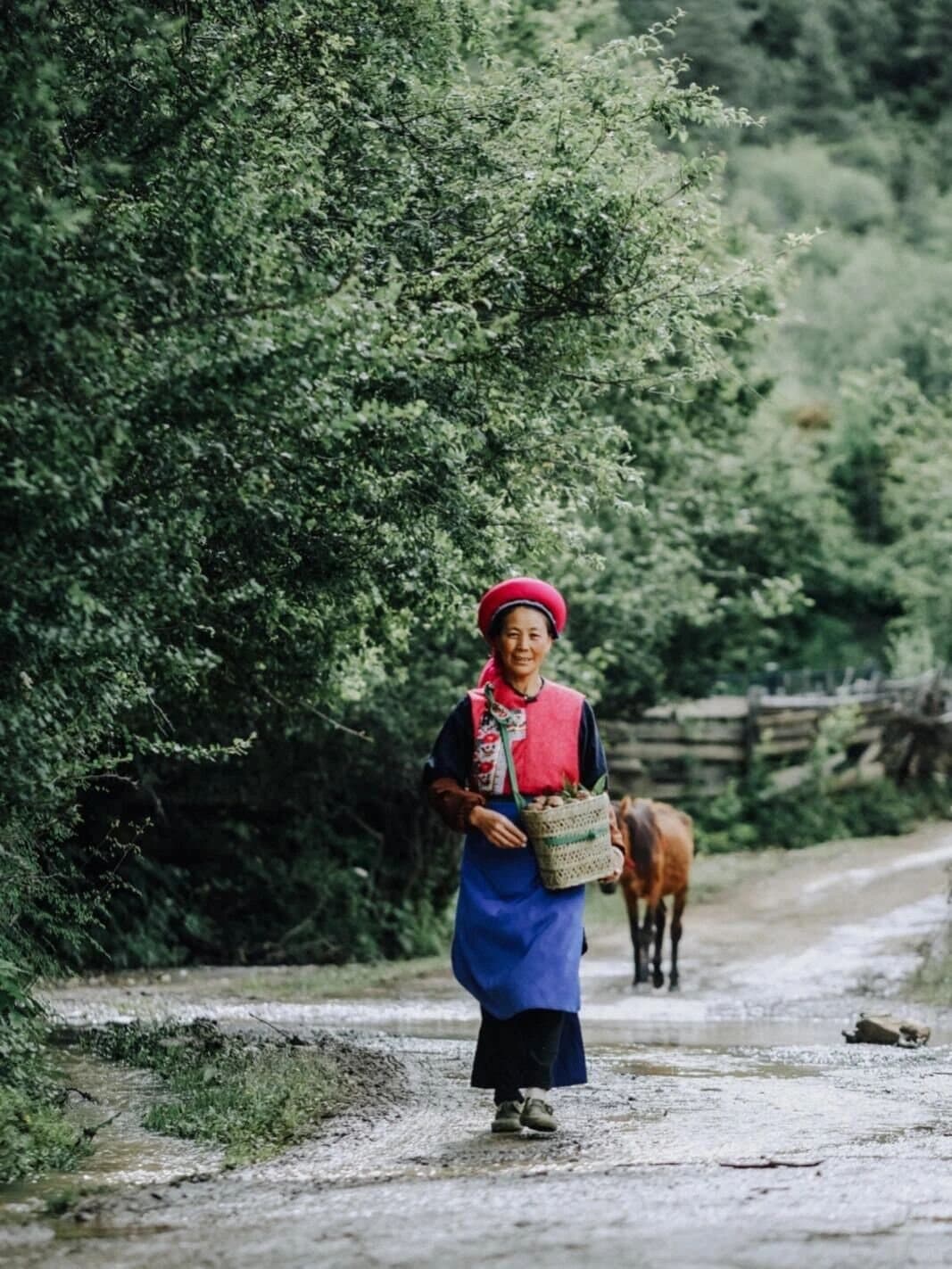 Matsutake in Shangri-La — a mushroom gatherer walking along a forest road