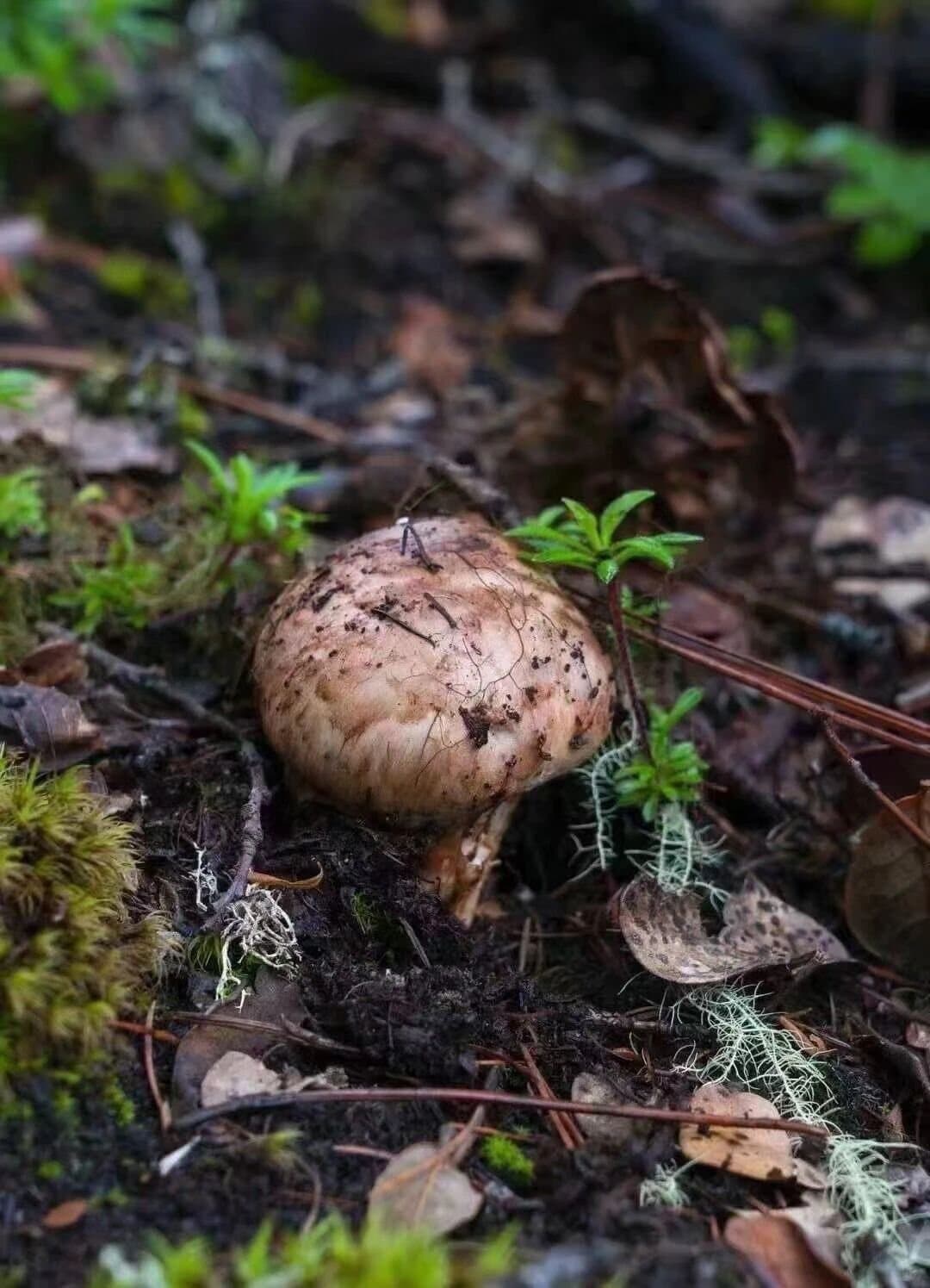 Matsutake in Shangri-La — a matsutake emerging from the forest floor