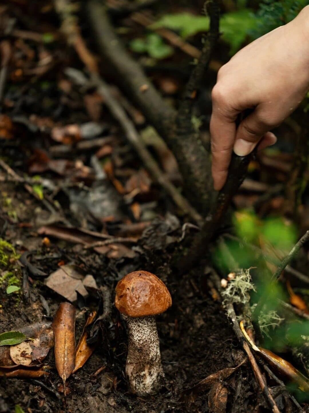 Matsutake in Shangri-La — a hand carefully uncovering a wild mushroom