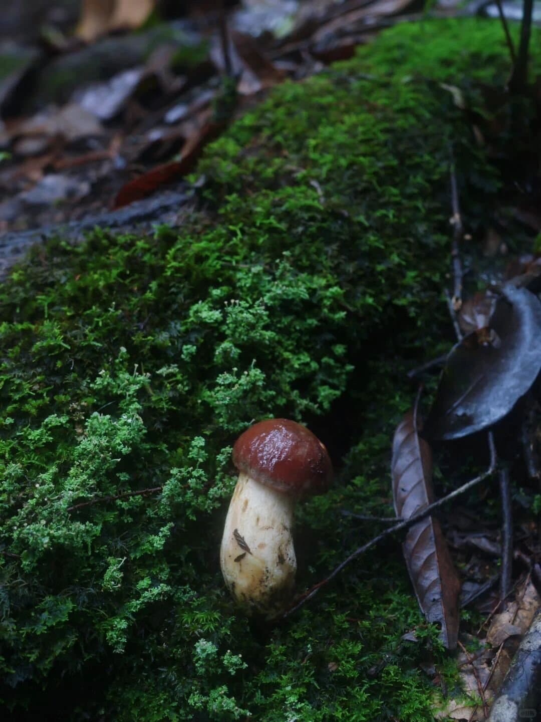 Matsutake in Shangri-La — a young mushroom among moss and pine needles
