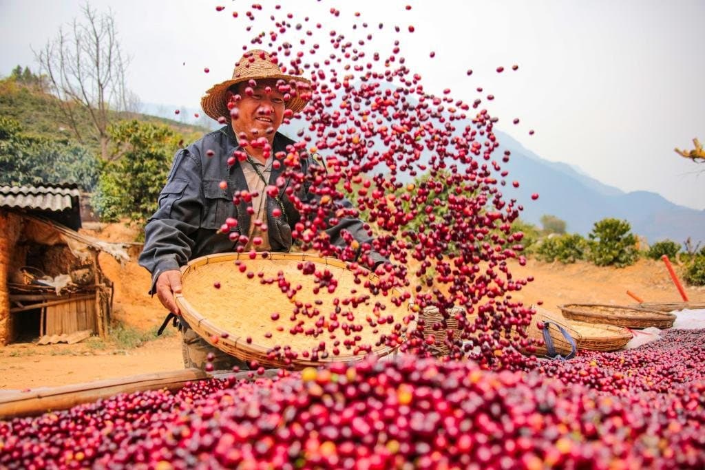Yunnan Coffee Villages: From Farm to Cup