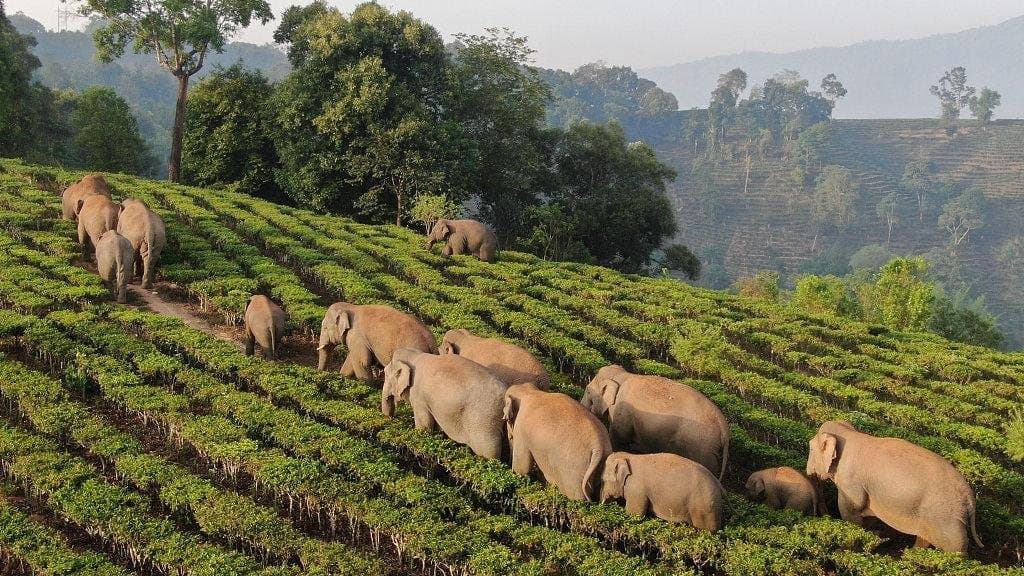 Nature & Wildlife of Yunnan