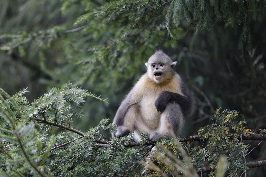 Nature and Wildlife of Yunnan — a Yunnan snub-nosed monkey in the forest