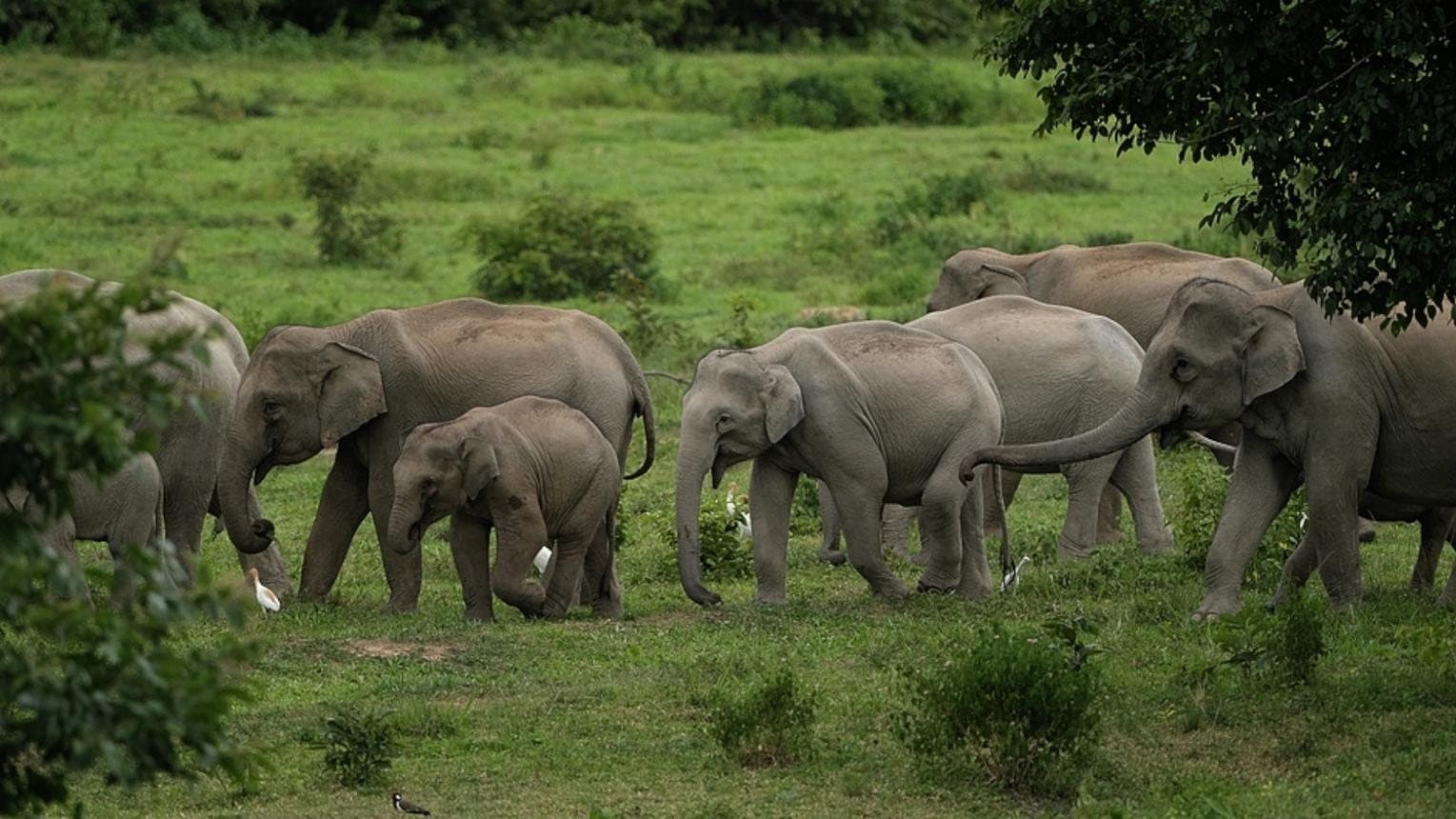 Nature and Wildlife of Yunnan — a family group of wild Asian elephants