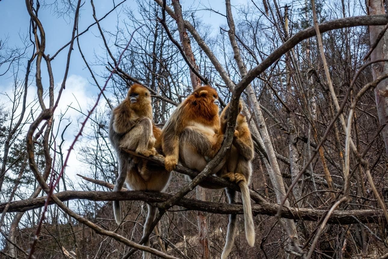 Nature and Wildlife of Yunnan — golden monkeys resting in bare branches