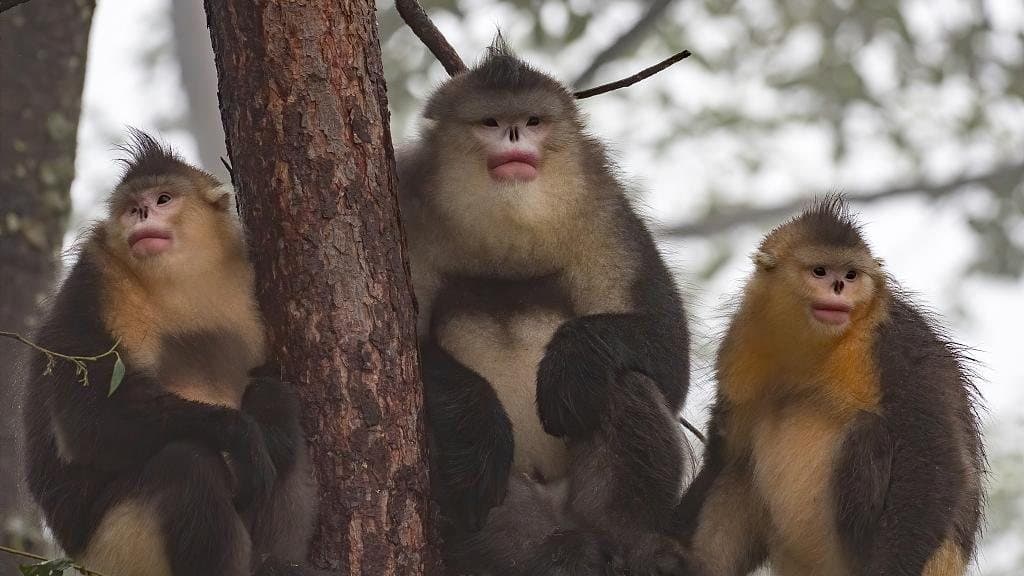 Nature and Wildlife of Yunnan — a group of snub-nosed monkeys around a tree