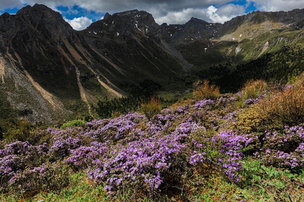 Nature and Wildlife of Yunnan — rhododendrons flowering on an alpine slope