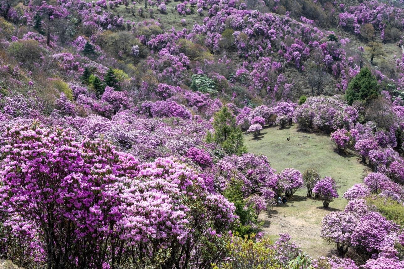 Nature and Wildlife of Yunnan — a hillside covered with purple rhododendrons