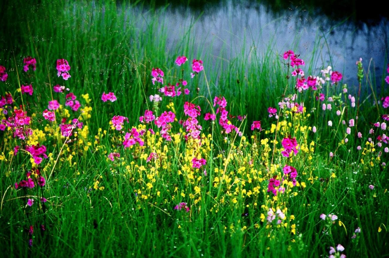 Nature and Wildlife of Yunnan — wildflowers blooming in a highland meadow