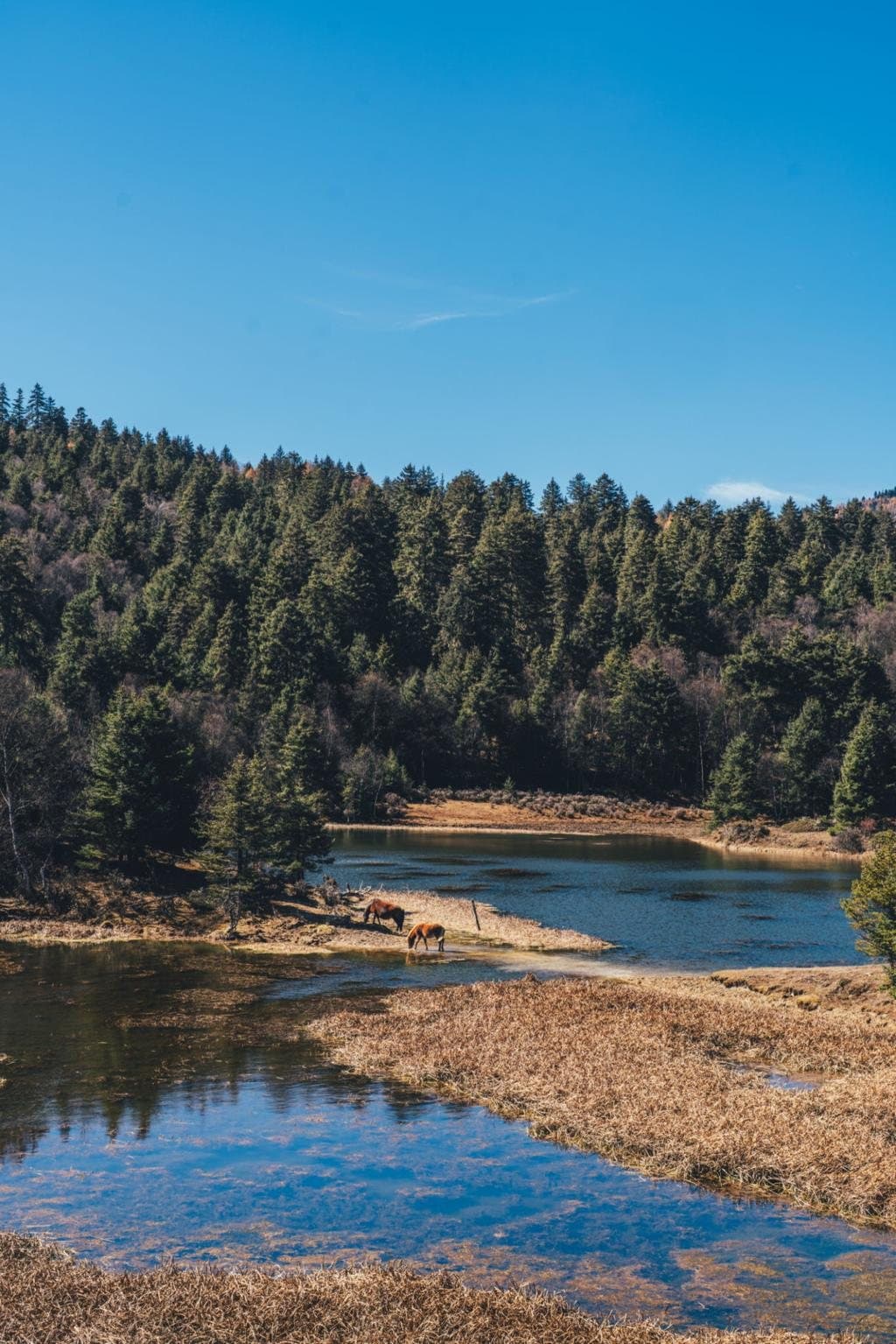 Nature and Wildlife of Yunnan — a highland lake and forest
