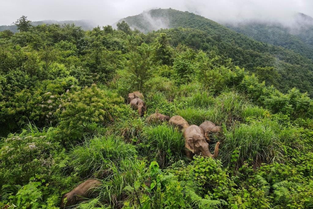 Fascinating Facts About Yunnan — wild elephants moving through Yunnan forest