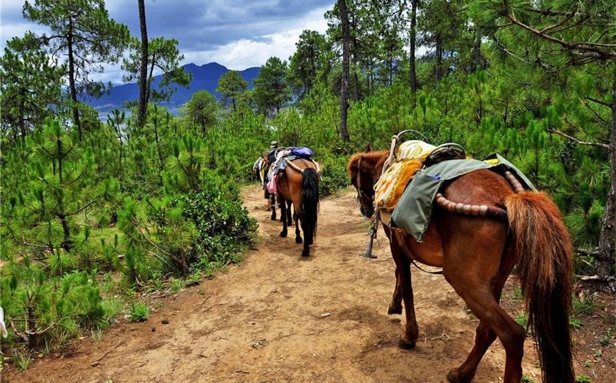Fascinating Facts About Yunnan — pack horses on a mountain trail