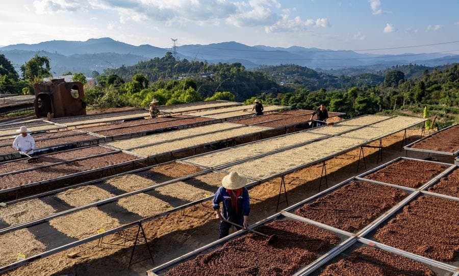Fascinating Facts About Yunnan — coffee drying on raised beds in Yunnan