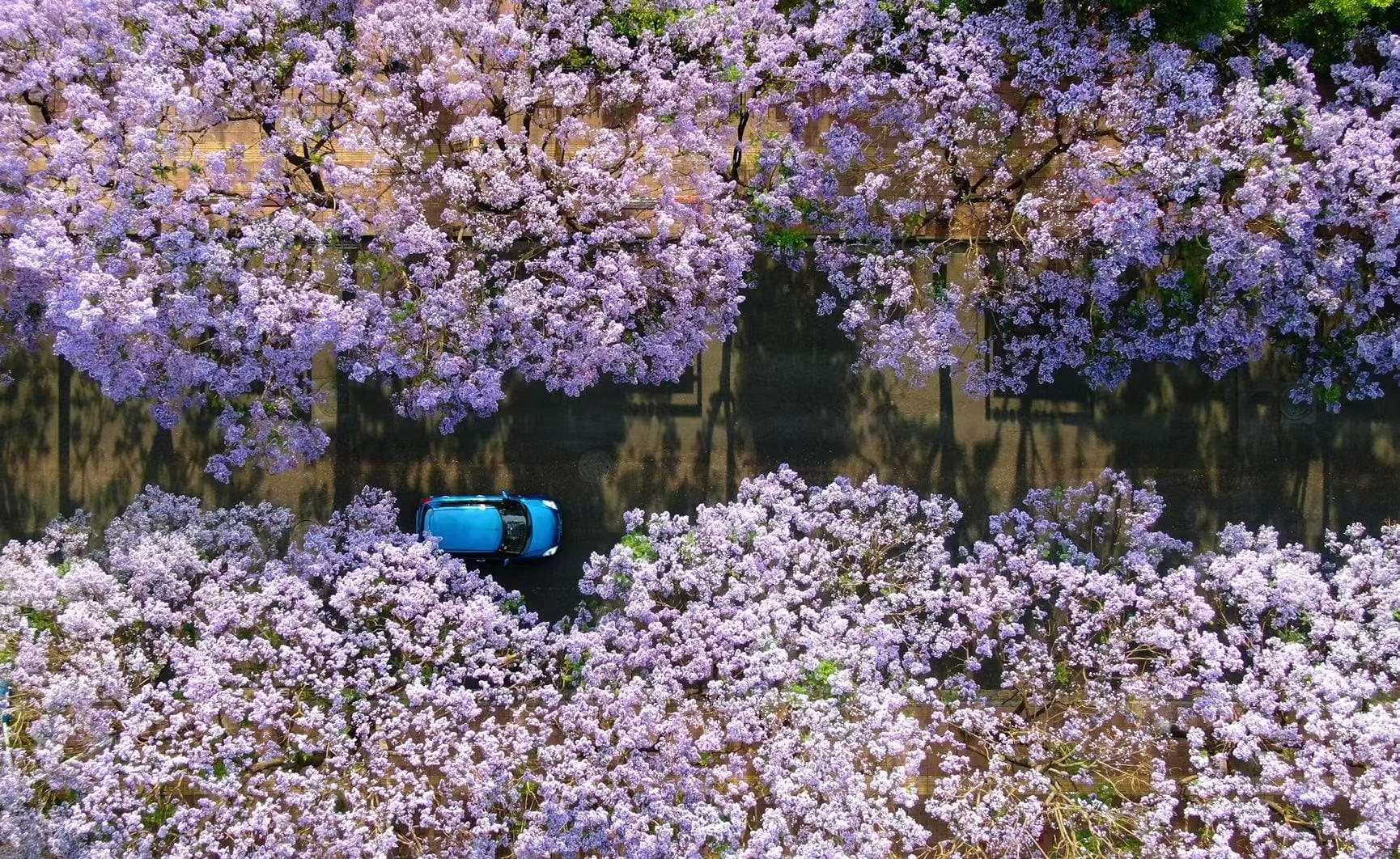 Fascinating Facts About Yunnan — jacaranda trees flowering in Kunming