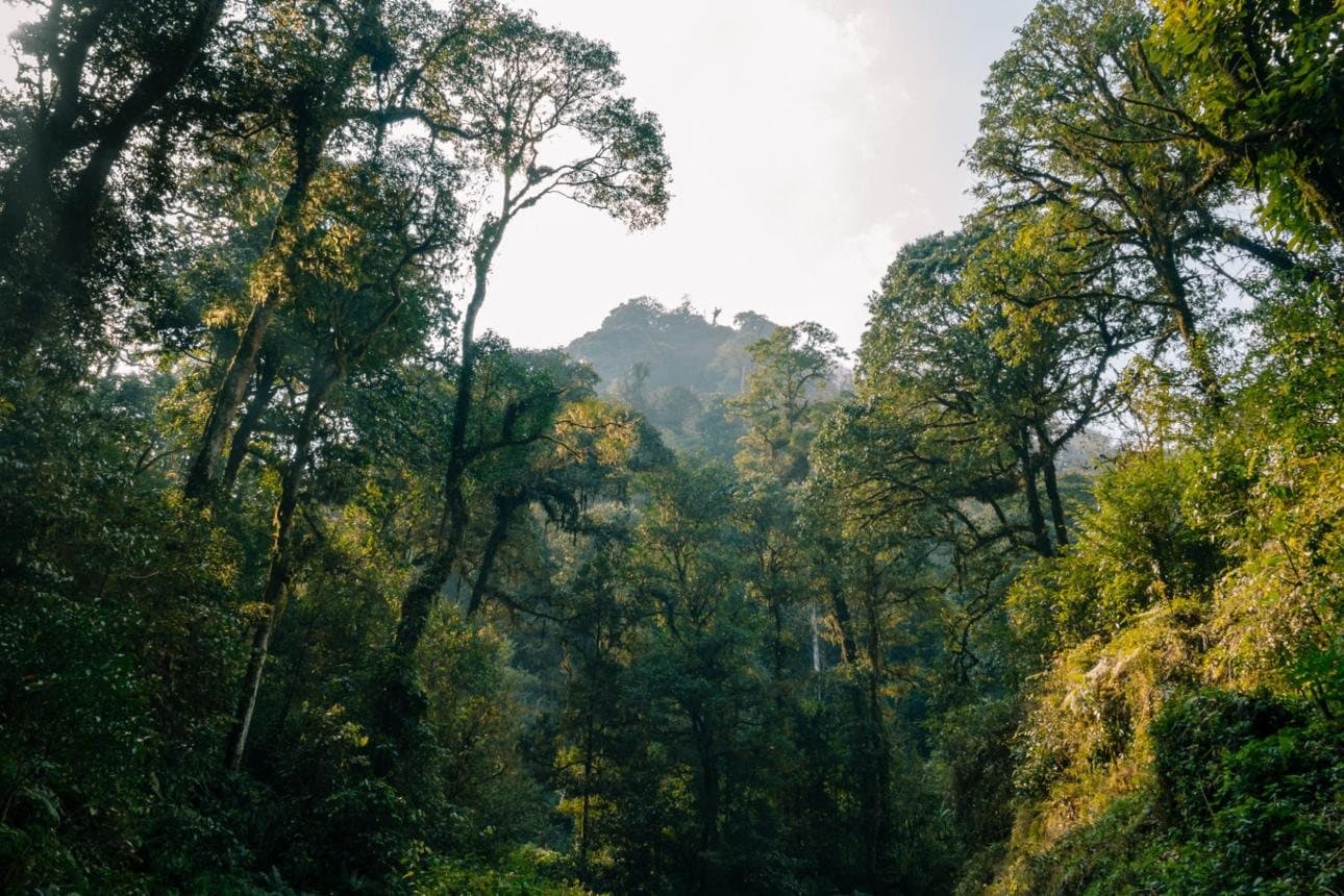 Fascinating Facts About Yunnan — dense subtropical forest in southern Yunnan
