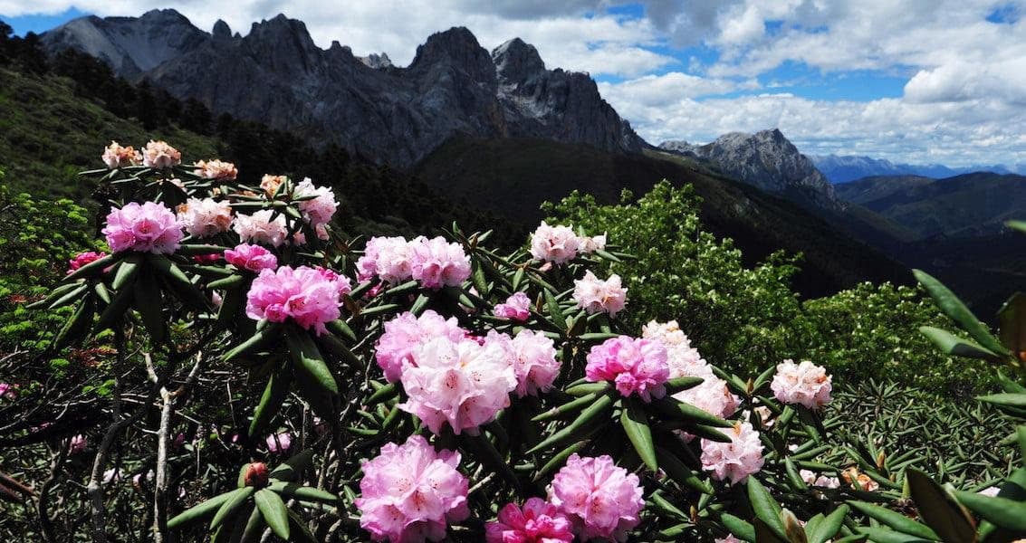 Fascinating Facts About Yunnan — rhododendrons blooming against dark mountains