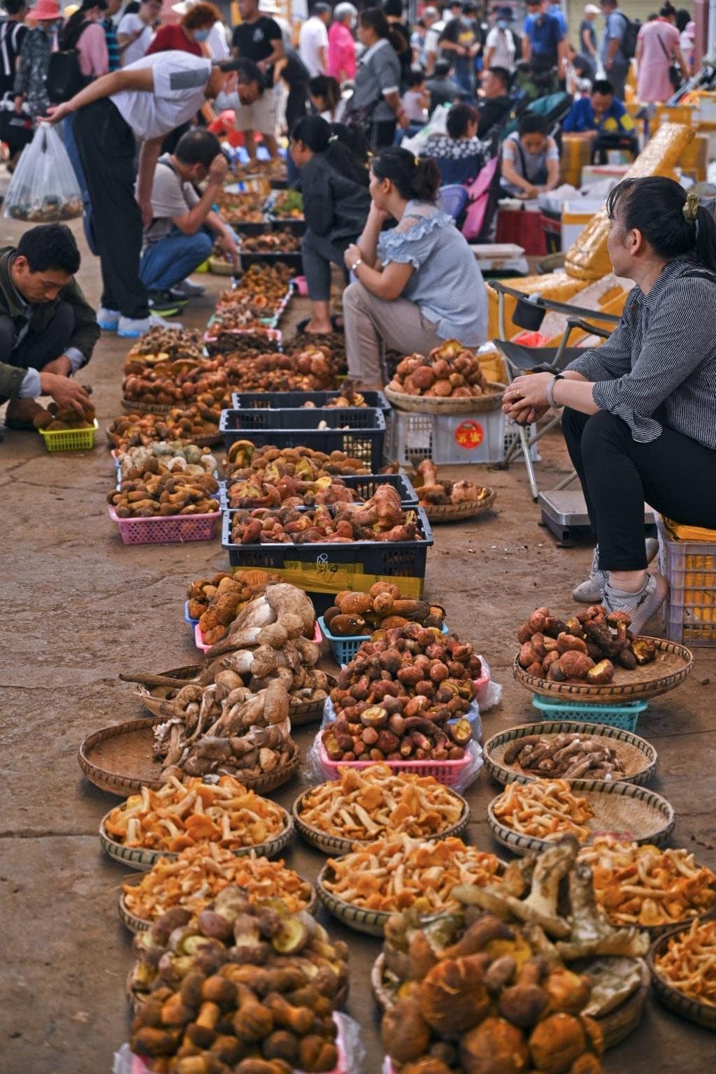 Fascinating Facts About Yunnan — wild mushrooms arranged at a market