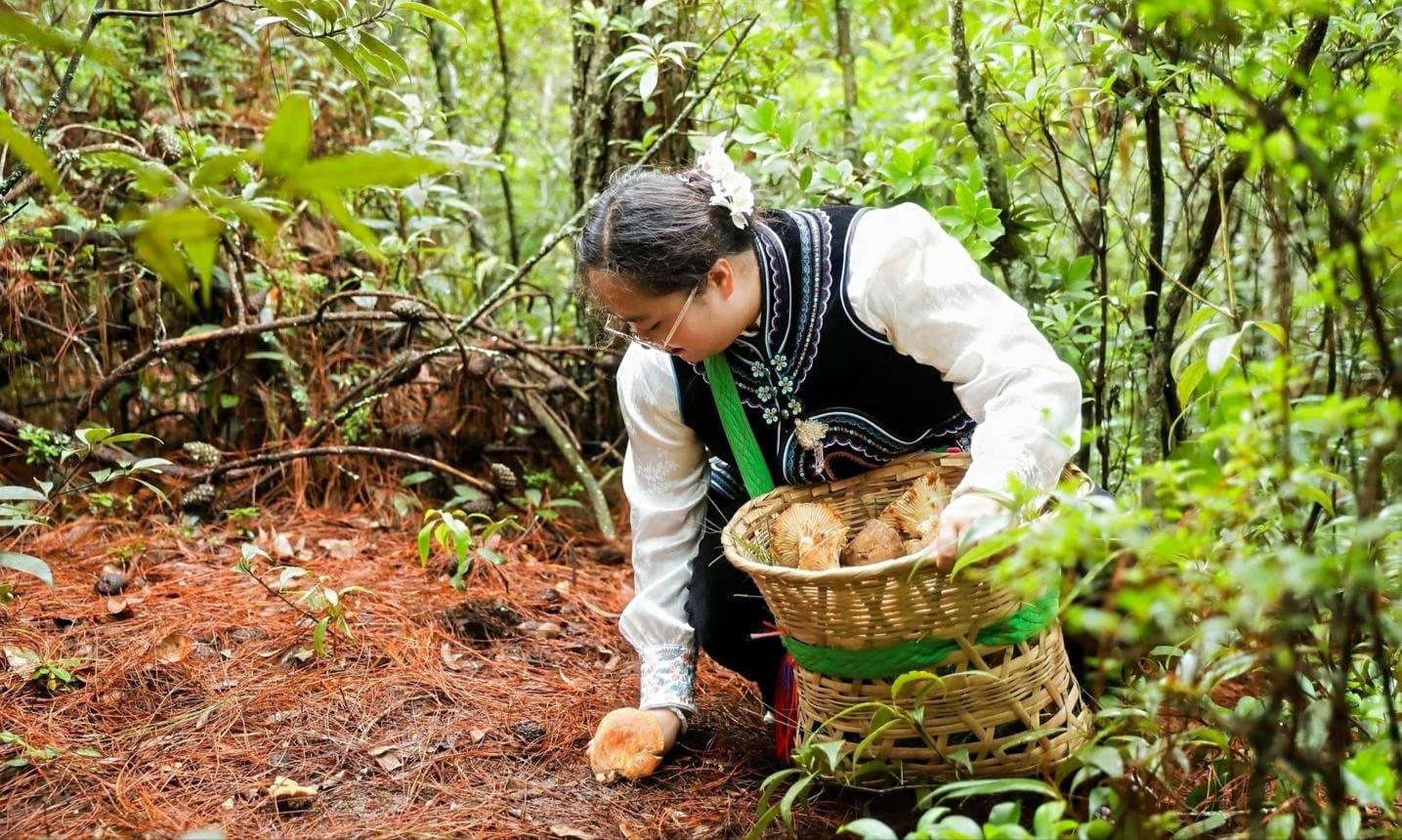 Fascinating Facts About Yunnan — a forager gathering mushrooms in the forest