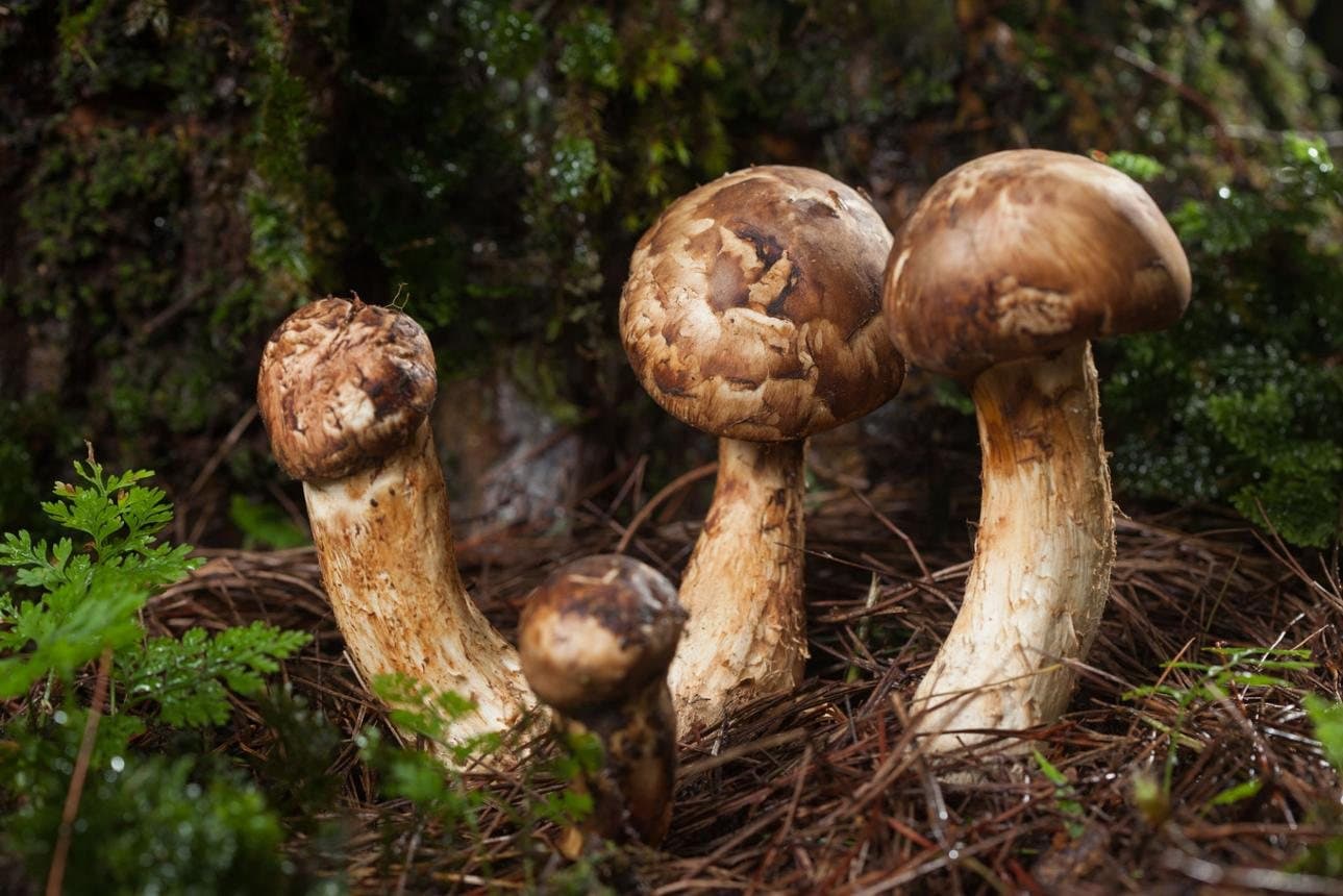 Fascinating Facts About Yunnan — fresh matsutake on the forest floor