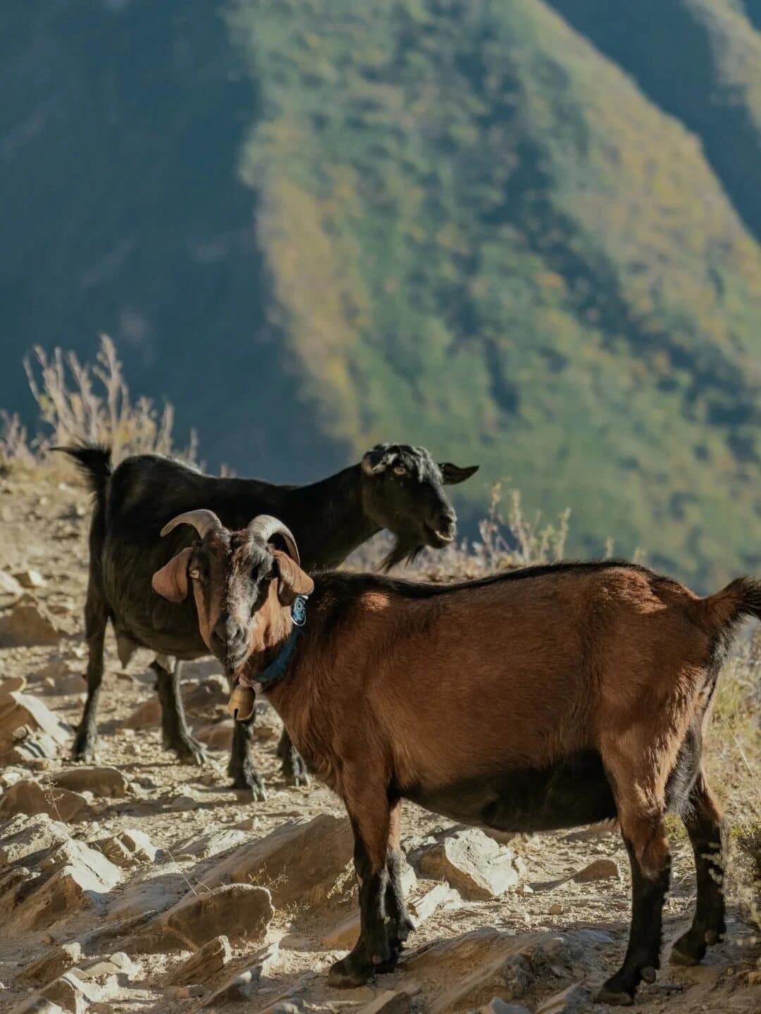 Tiger Leaping Gorge — a mule carrying supplies along the trail