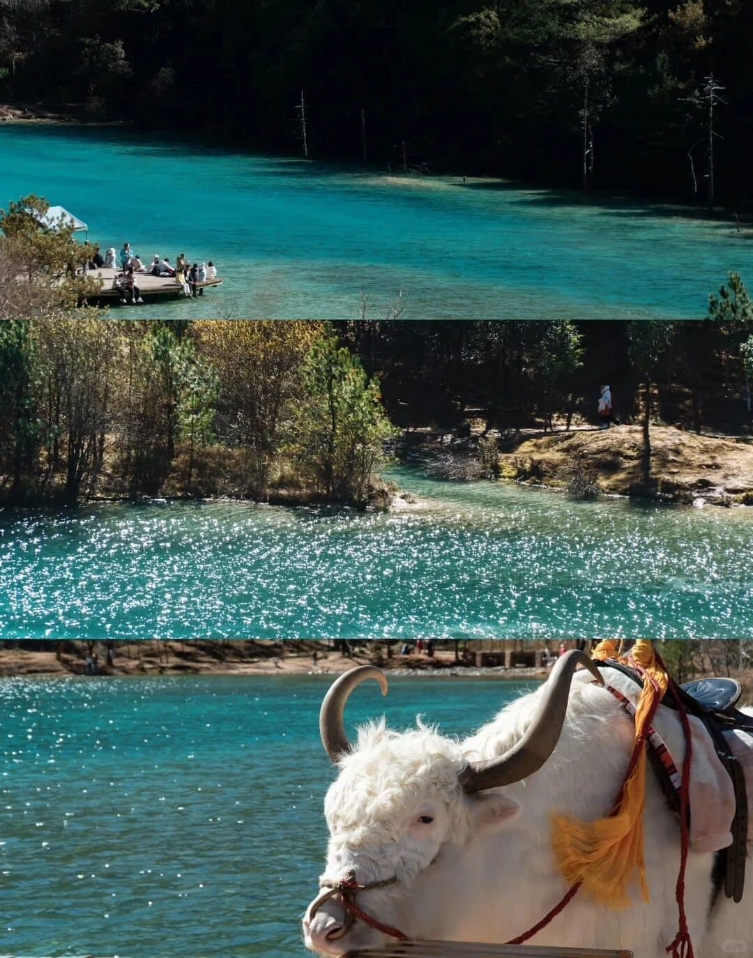 Blue Moon Valley — a yak beside the mineral pools