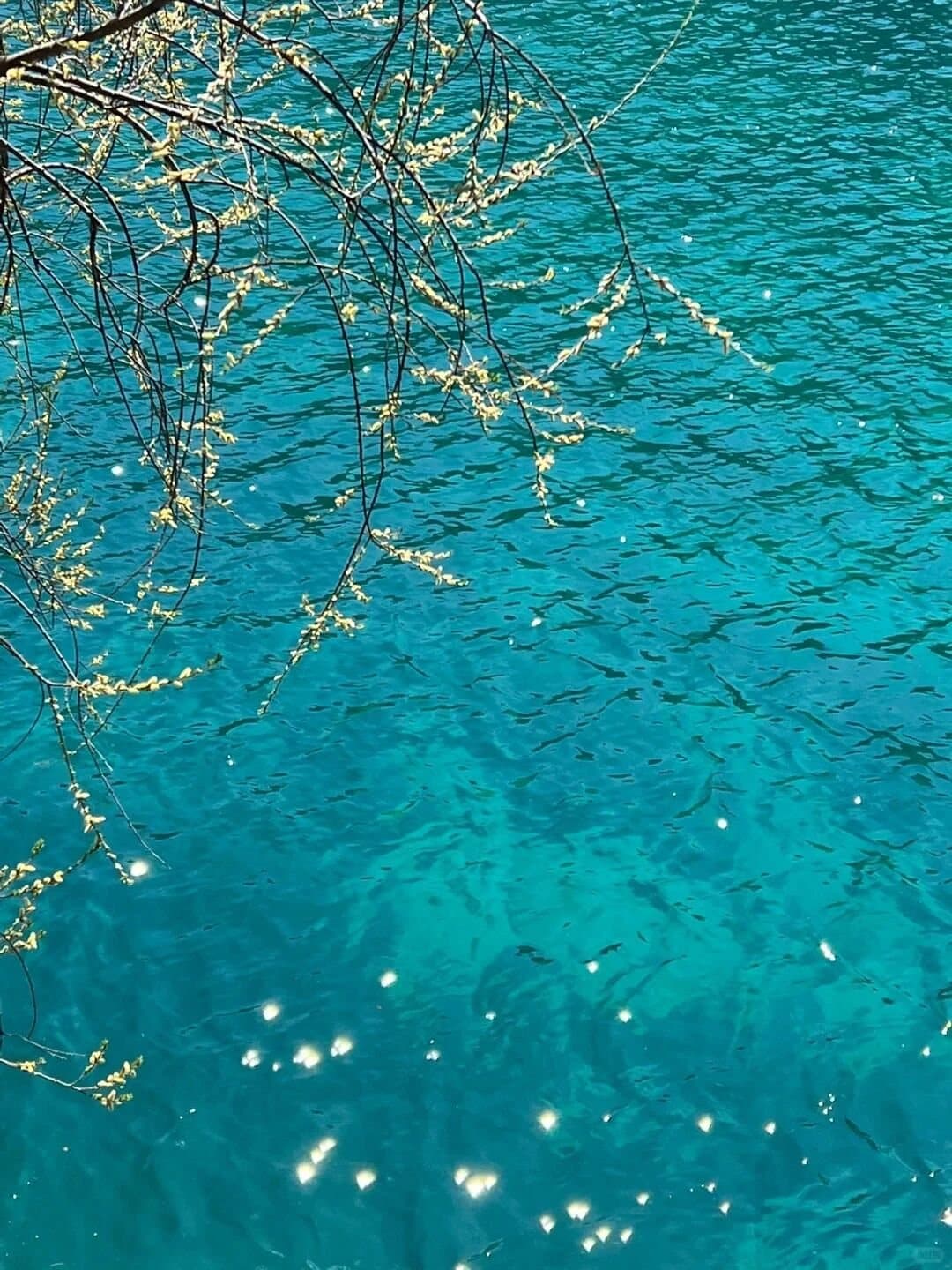 Blue Moon Valley — tree branches reflected in clear blue water
