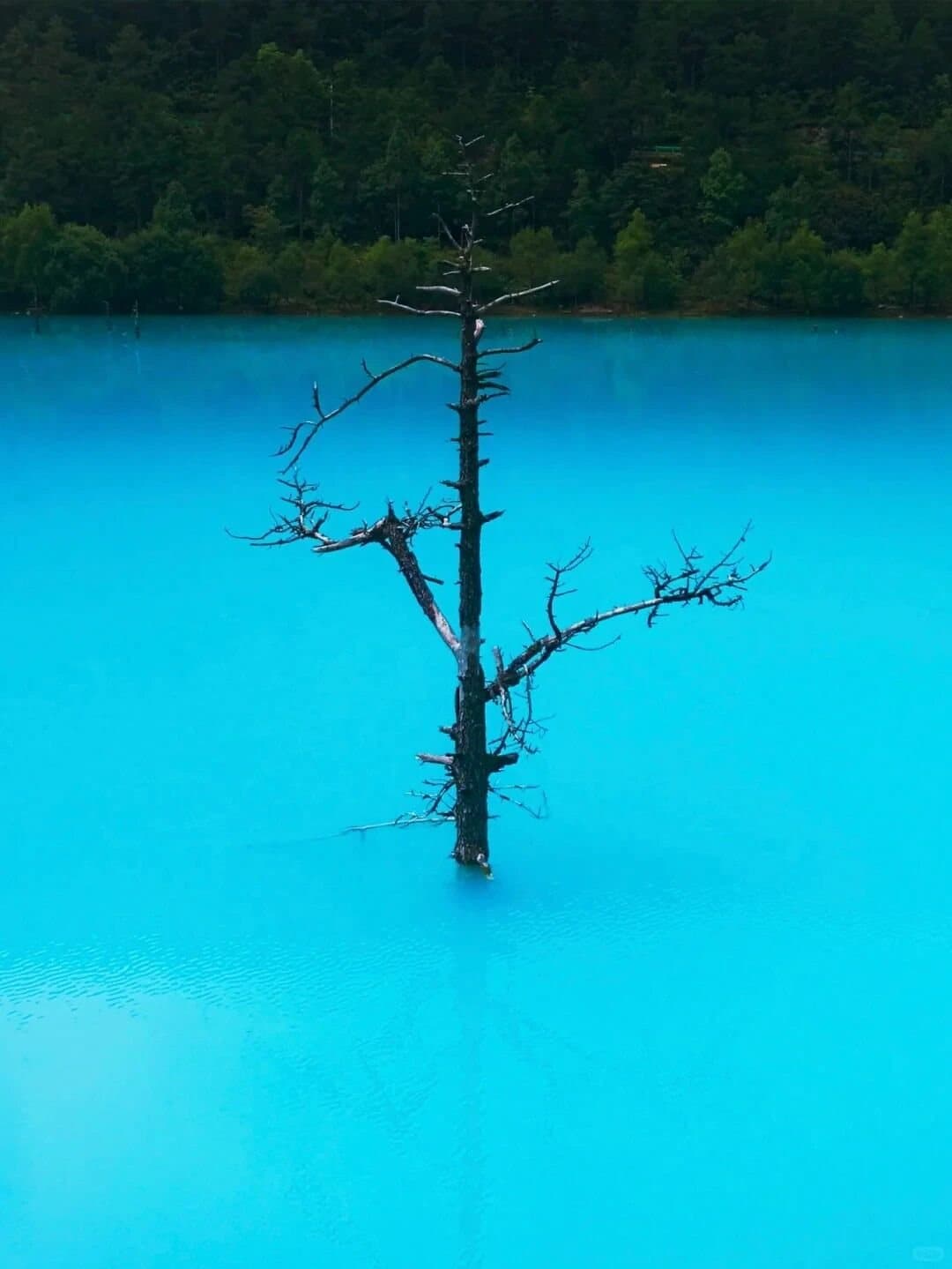 Blue Moon Valley — a lone tree standing in brilliant blue water