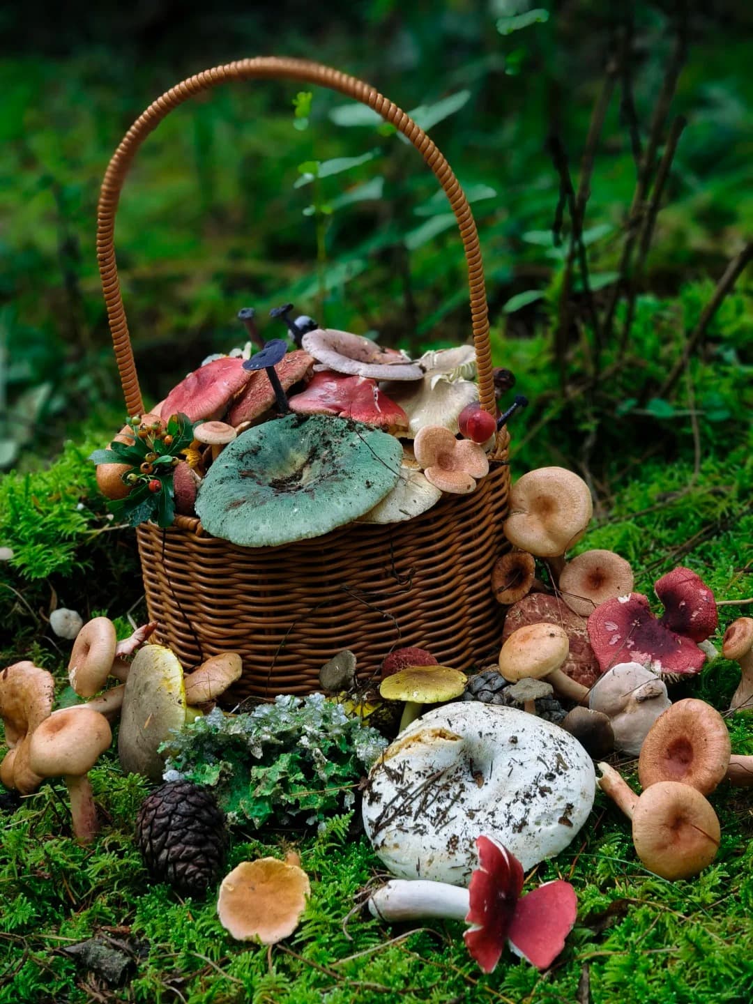 Dali Wild Mushroom Foraging Day Trip