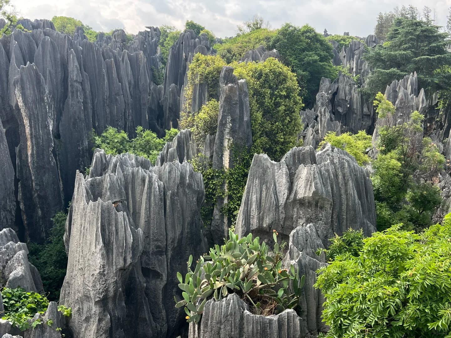 Stone Forest